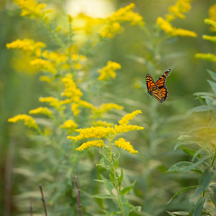 A butterfly next to a flower